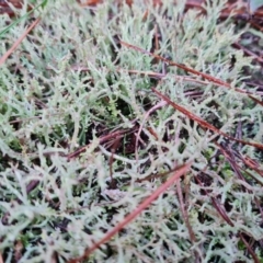 Cladonia scabriuscula at Isaacs Ridge and Nearby - 8 Jul 2024 by Mike