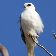 Elanus axillaris (Black-shouldered Kite) at Kenny, ACT - 7 Jul 2024 by jb2602