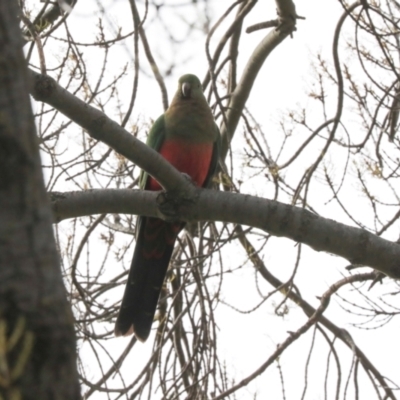 Alisterus scapularis (Australian King-Parrot) at Lyneham, ACT - 7 Jul 2024 by AlisonMilton