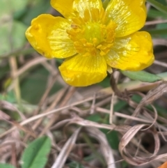 Ranunculus repens (Creeping Buttercup) at Melrose - 8 Jul 2024 by JaneR