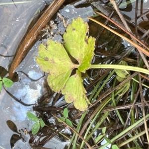 Ranunculus repens at Melrose - 8 Jul 2024 01:27 PM