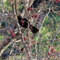 Turdus merula (Eurasian Blackbird) at Wodonga, VIC - 6 Jul 2024 by KylieWaldon