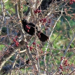 Turdus merula (Eurasian Blackbird) at Wodonga, VIC by KylieWaldon
