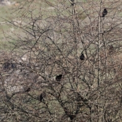 Turdus merula at Wodonga, VIC - 7 Jul 2024