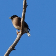 Acridotheres tristis (Common Myna) at Wodonga - 7 Jul 2024 by KylieWaldon