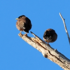 Acridotheres tristis at Wodonga - 7 Jul 2024 09:35 AM