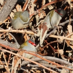 Neochmia temporalis (Red-browed Finch) at Wodonga, VIC - 6 Jul 2024 by KylieWaldon