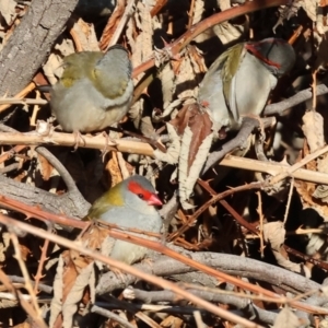 Neochmia temporalis (Red-browed Finch) at Wodonga, VIC by KylieWaldon
