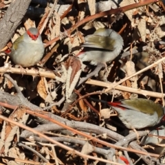 Neochmia temporalis at Wodonga, VIC - 7 Jul 2024