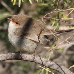 Malurus cyaneus (Superb Fairywren) at Wodonga, VIC - 7 Jul 2024 by KylieWaldon