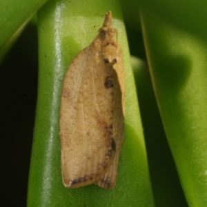 Epiphyas postvittana (Light Brown Apple Moth) at Corio, VIC by WendyEM