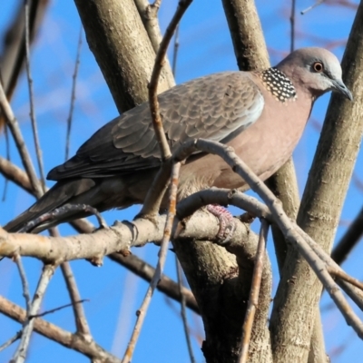 Spilopelia chinensis (Spotted Dove) at Wodonga, VIC - 7 Jul 2024 by KylieWaldon