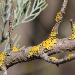 Lichen - crustose at Wodonga, VIC - 7 Jul 2024 by KylieWaldon