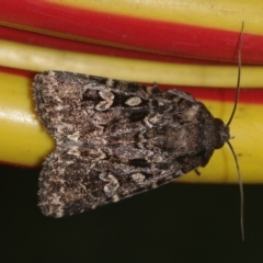 Ectopatria subrufescens (Reddish Saltbush Moth) at Corio, VIC - 4 Dec 2010 by WendyEM