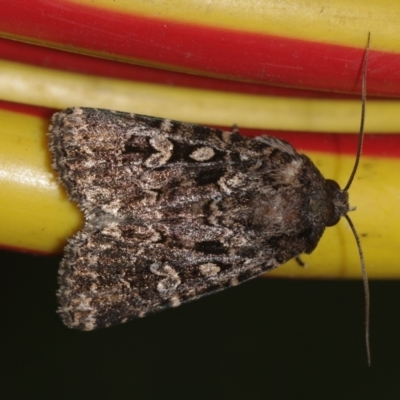 Ectopatria subrufescens (Reddish Saltbush Moth) at Corio, VIC - 5 Dec 2010 by WendyEM