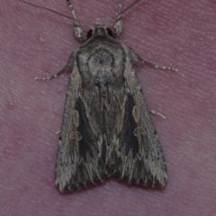 Persectania dyscrita (Inland Armyworm) at Corio, VIC - 4 Dec 2010 by WendyEM