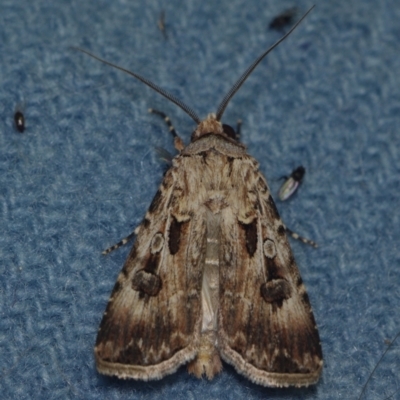 Agrotis munda (Brown Cutworm) at Corio, VIC - 5 Dec 2010 by WendyEM