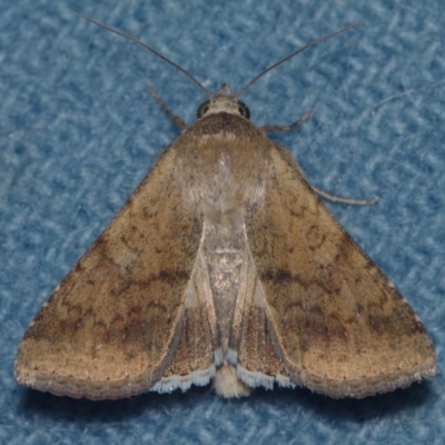 Helicoverpa (genus) (A bollworm) at Corio, VIC - 4 Dec 2010 by WendyEM