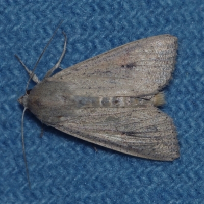 Mythimna (Pseudaletia) convecta (Common Armyworm) at Corio, VIC - 5 Dec 2010 by WendyEM