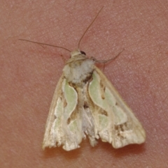 Cosmodes elegans (Green Blotched Moth) at Corio, VIC - 5 Dec 2010 by WendyEM