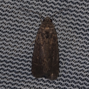 Athetis tenuis (Plain Tenuis Moth) at Corio, VIC by WendyEM