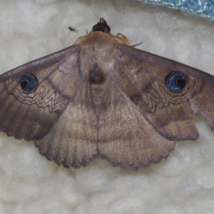 Dasypodia selenophora (Southern old lady moth) at Corio, VIC by WendyEM