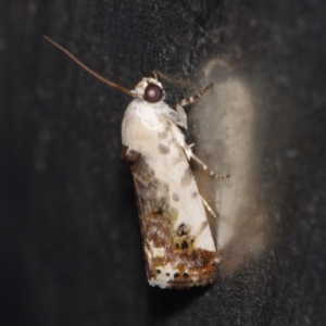 Acontia nivipicta at Corio, VIC - 5 Dec 2010