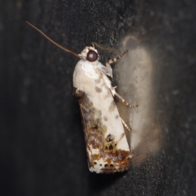 Acontia nivipicta (Blotched Shoulder) at Corio, VIC - 5 Dec 2010 by WendyEM