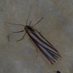 Phaeophlebosia furcifera (Forked Footman) at Corio, VIC - 5 Dec 2010 by WendyEM