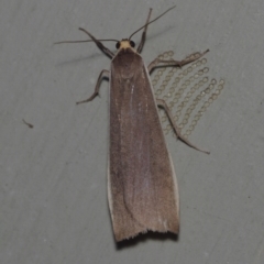 Palaeosia undescribed species at Corio, VIC - 5 Dec 2010 by WendyEM