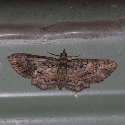 Chloroclystis catastreptes (Green and Brown Carpet) at Corio, VIC - 4 Dec 2010 by WendyEM