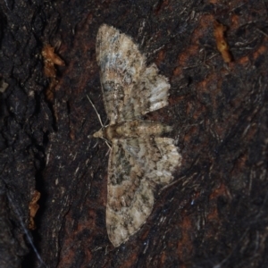 Chloroclystis catastreptes at Corio, VIC - 4 Dec 2010