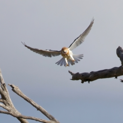 Elanus axillaris (Black-shouldered Kite) at Goorooyarroo NR (ACT) - 7 Jul 2024 by jb2602