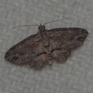 Chloroclystis filata at Corio, VIC - 5 Dec 2010 02:28 AM