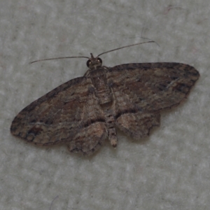 Chloroclystis filata (Filata Moth, Australian Pug Moth) at Corio, VIC by WendyEM