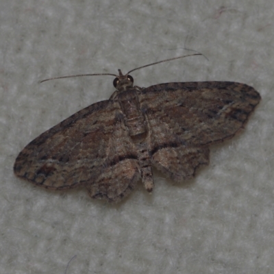 Chloroclystis filata (Filata Moth, Australian Pug Moth) at Corio, VIC - 5 Dec 2010 by WendyEM