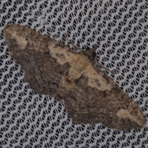 Chloroclystis pallidiplaga (White-shouldered Pug Moth) at Corio, VIC by WendyEM