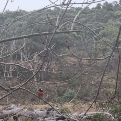 Petroica boodang (Scarlet Robin) at QPRC LGA - 8 Jul 2024 by clarehoneydove