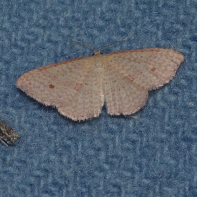 Epicyme rubropunctaria (Red-spotted Delicate) at Corio, VIC - 4 Dec 2010 by WendyEM