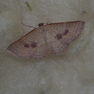 Epicyme rubropunctaria (Red-spotted Delicate) at Corio, VIC by WendyEM