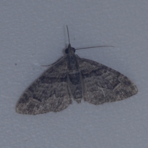 Phrissogonus laticostata (Apple looper moth) at Corio, VIC by WendyEM