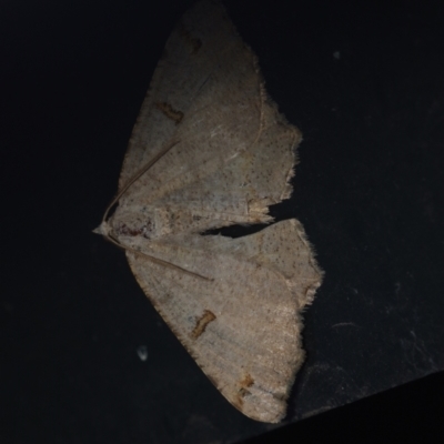 Dissomorphia australiaria (Dissomorphia australiaria) at Corio, VIC - 4 Dec 2010 by WendyEM