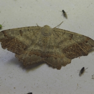 Dissomorphia australiaria at Corio, VIC - 5 Dec 2010 02:32 AM