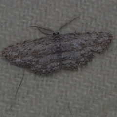 Phelotis cognata (Long-fringed Bark Moth) at Corio, VIC - 4 Dec 2010 by WendyEM