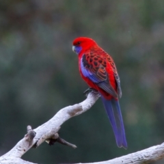 Platycercus elegans (Crimson Rosella) at Goorooyarroo NR (ACT) - 7 Jul 2024 by jb2602