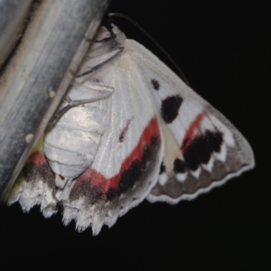 Crypsiphona ocultaria (Red-lined Looper Moth) at Corio, VIC by WendyEM
