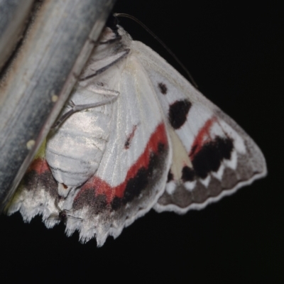 Crypsiphona ocultaria (Red-lined Looper Moth) at Corio, VIC - 5 Dec 2010 by WendyEM