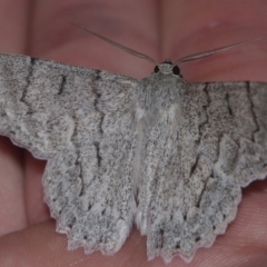 Crypsiphona ocultaria at Corio, VIC - 5 Dec 2010