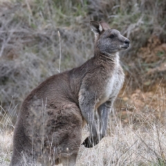 Macropus giganteus (Eastern Grey Kangaroo) at Goorooyarroo NR (ACT) - 7 Jul 2024 by jb2602
