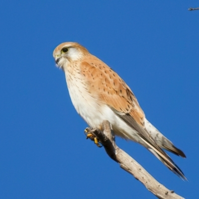 Falco cenchroides (Nankeen Kestrel) at Pialligo, ACT - 6 Jul 2024 by jb2602